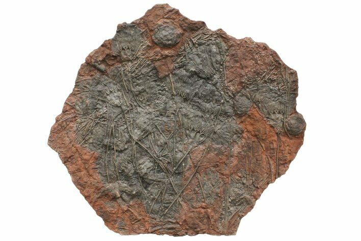 Crinoid (Scyphocrinites) Plate - Museum Quality Display #133089